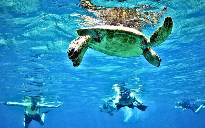 Turtle Canyon Snorkel Cruise